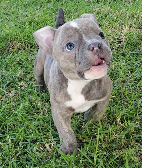 We've connected loving homes to reputable breeders since 2003 and we want to help you find the puppy your whole family will love. . American bully puppies for sale under 500